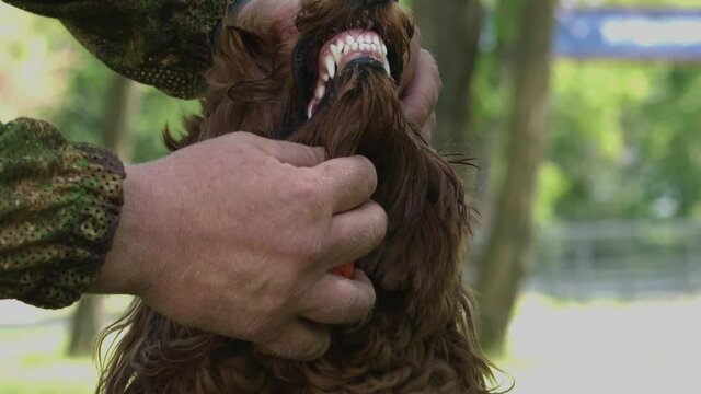 A man checking a dog's teeth. Purebred labradoodle