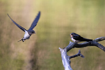barn swallow
