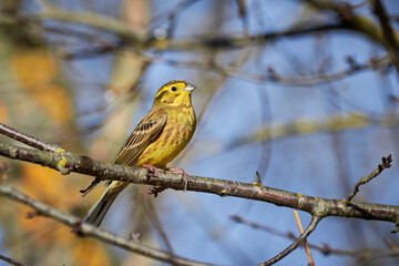 Yellowhammer (Emberiza citrinella) Beautiful yellow bird sitting on a branch, close-up	