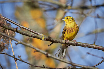 Yellowhammer (Emberiza citrinella) Beautiful yellow bird sitting on a branch, close-up	