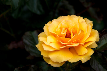Closeup of yellow blooming rose and its petals in dark green background of rose leaf. Blossom flower in the nature garden concept.