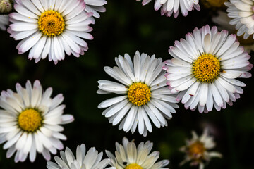 Bellis perennis flower. Daisy blooms in spring © Vlad Ispas