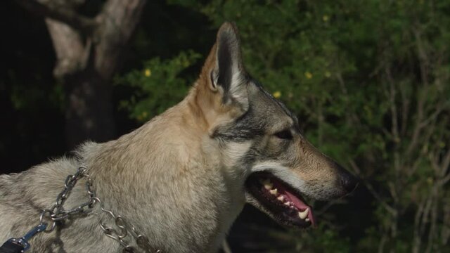 The Czechoslovakian vlcak looks like a wolf with a wolf-like gray coat and a typical white mask.