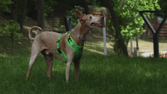 Portrait of Cirneco dell Etna dog in outdoors.
