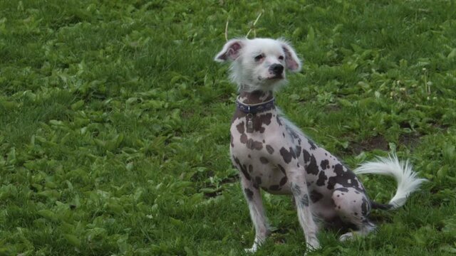 Chinese crested dog on the green lawn. The dog is sniffing something