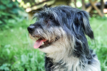 Naklejka na ściany i meble Closeup portrait of scruffy grey color terrier dog with happy expression