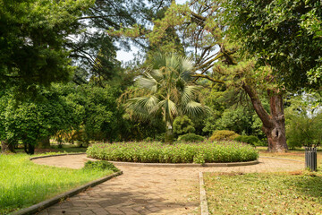 Path and flower bed with a palm tree in the shade of a tall tree on a summer day in the park