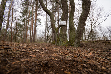 Tree in the forest near Kutná Hora, Czech republic