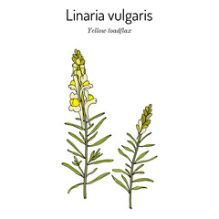 Yellow toadflax, or butter-and-eggs Linaria vulgaris , medicinal plant