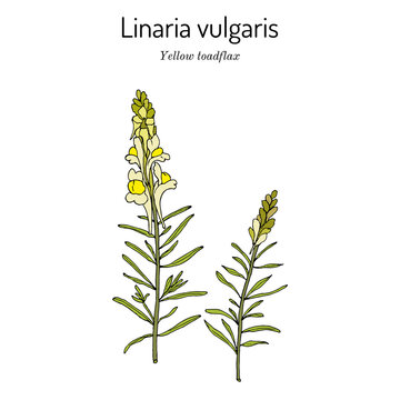 Yellow toadflax, or butter-and-eggs Linaria vulgaris , medicinal plant