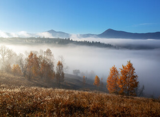 Autumn foggy morning. Landscape with high mountains and forest. Panoramic view. The meadow with yellow grass. Wallpaper background. Touristic place Carpathian park.