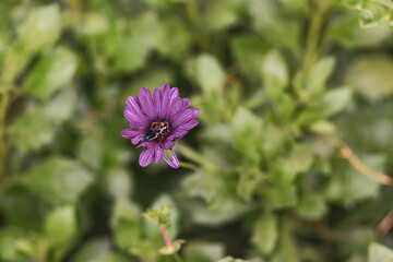 Obraz premium insect