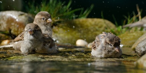 Three young sparrows bathe in the water of a bird watering hole. Moravia. Czechia. Europe.