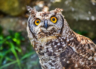 owl, bird, wildlife, animal, nature, predator