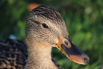 Weibchen der Stockente im Portrait