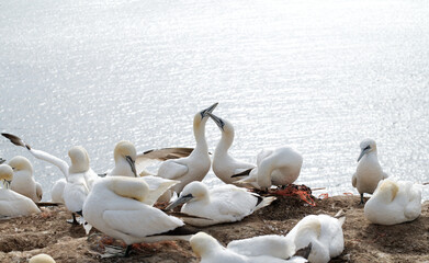 Eine Teilansicht der Basst&ouml;lpelkolonie auf Helgoland.