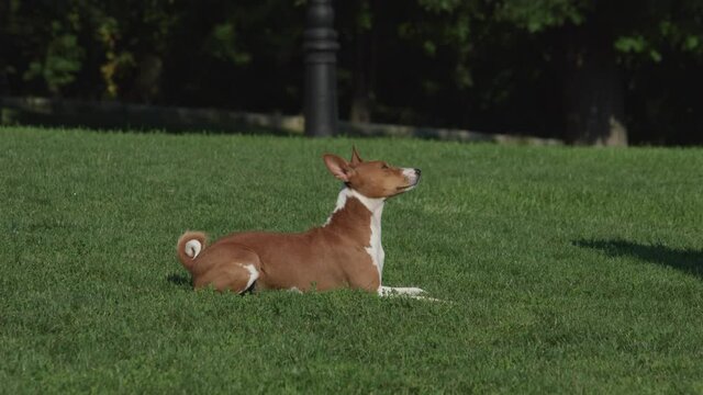 Close up on cute basenji dog is executeing the command to lie down.