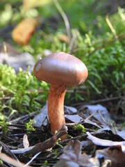 mushroom in the forest