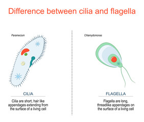 cilia and flagella. Paramecium and Chlamydomonas.