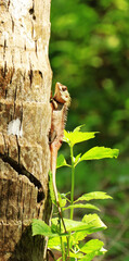 Beautiful lizard on the tree.