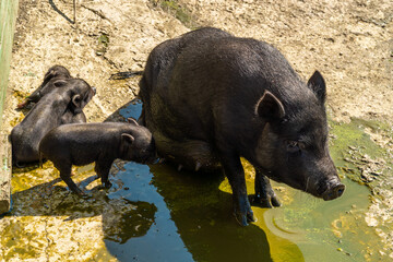 The Republic of Crimea. July 17, 2021. An adult black pig feeds her little piglets.