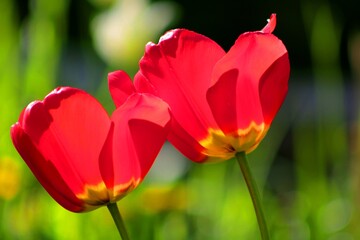 Fototapeta premium red tulips in the garden