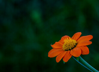 Tithonia rotundifolia