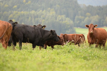 Schwarze und braune Angus Rinder auf der Weide