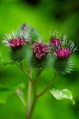 flower of a thistle