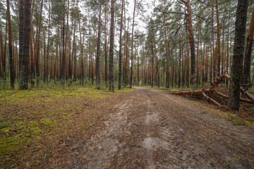 Landscape in a pine forest in autumn, Moss in the foreground. Pine forest overgrown with moss and mushrooms in rainy weather.