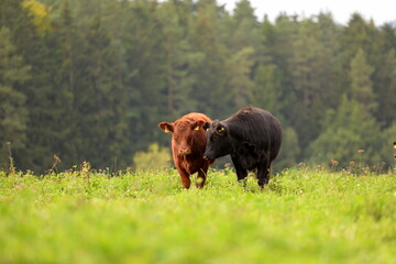 Schwarze und braune Angus Rinder auf der Weide