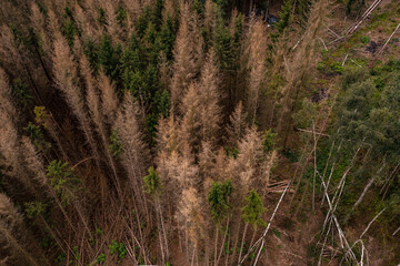 Luftaufnahme vom Waldsterben im deutschen Wald