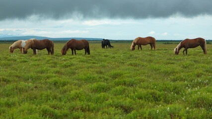 Fototapeta premium Icelandic horses on a pasture in Iceland, Europe 