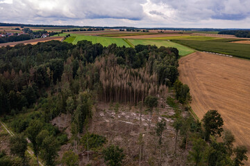 Luftaufnahme einzelner kranker Bäume zeigt das Waldsterben in Deutschland