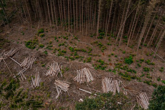 Waldschäden und Kahlschlag eines weitgehend abgestorbenen Waldstücks im Herzen von Europa