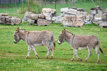 Naklejka na ściany i meble Cotentin Donkeys a breed of domestic donkey from the Cotentin peninsula (Equus asinus)