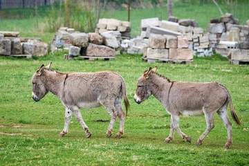 Keuken spatwand met foto Cotentin Donkeys a breed of domestic donkey from the Cotentin peninsula (Equus asinus) © Adrian 