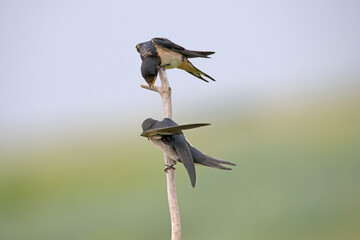 mating barn swallows on Rottumeroog.