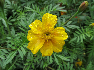 Beautiful flower with petals on the flowerbed after the rain