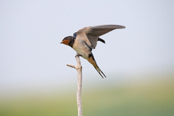 mating barn swallows on Rottumeroog.