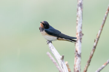 mating barn swallows on Rottumeroog.