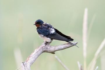 mating barn swallows on Rottumeroog.