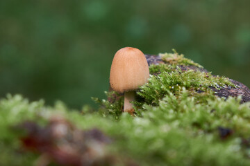 Mushroom in the moss