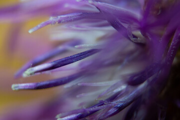 violet close up of a flower