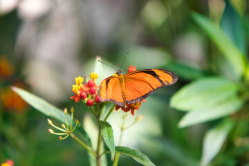 Obraz premium Butterfly Schmetterling 