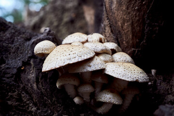 A group of mushrooms