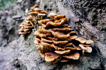 Fungus on a tree