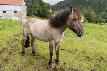 Obraz na płótnie Canvas farm animals, sheep, horses, cows on the meadows in Norway
