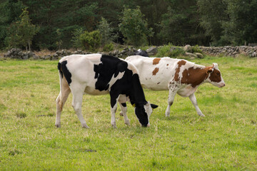 Fototapeta na wymiar farm animals, sheep, horses, cows on the meadows in Norway