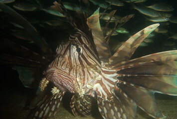 underwater sea life , lion fish , caribbean sea